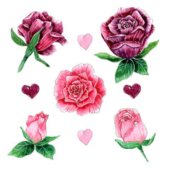 Hand painted watercolor roses set, watercolor flowers and hearts.