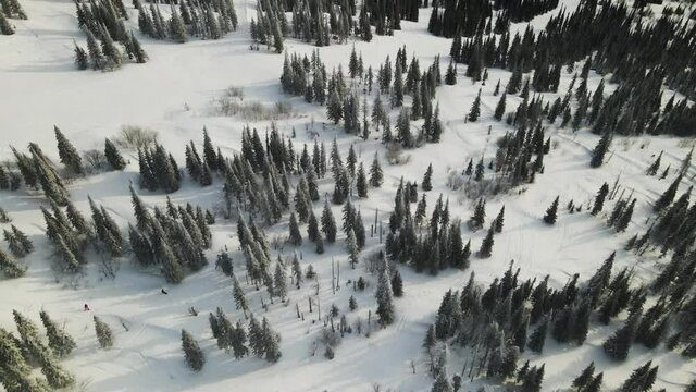 A ski resort from a bird's eye view. Skiers and snowboarders ride in a dense forest on fresh snow, freeride in Shergesh. View from the drone to the winter slope. 4K 60 fps video.