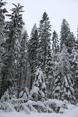 forest in winter