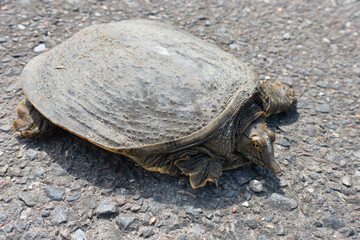 街で見かけたスッポンの写真