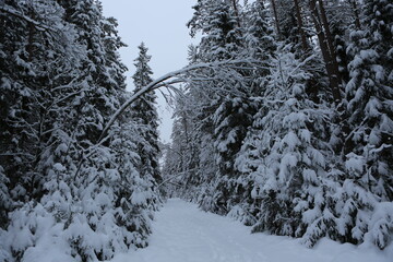 forest in winter