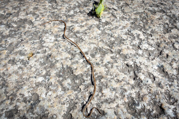 カマキリから出てきたハリガネムシの写真。寄生虫のイメージ。