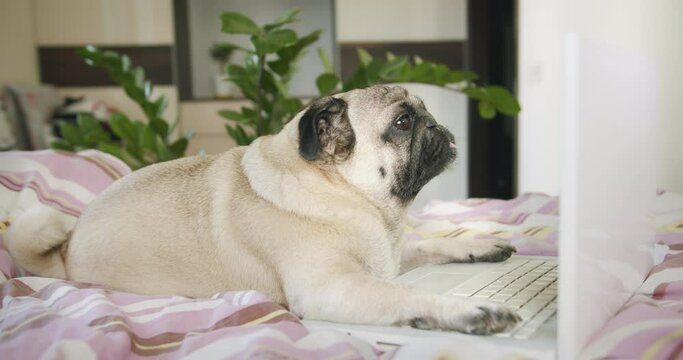 Cute pug dog watching interesting engaging content, media, movie with laptop, notebook at cozy bedroom at home. Lying on bed. Funny dog with laptop concept