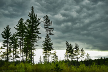 Pines of Red and White
