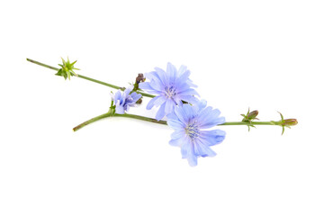 Chicory flower isolated on white background