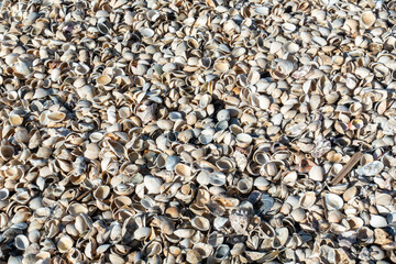 浜辺に打ち上げられた大量の貝殻の写真