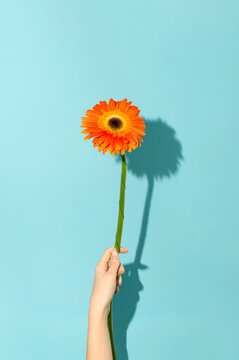 Fototapeta Minimalist view of spring day, hand is holding flower on the blue background.