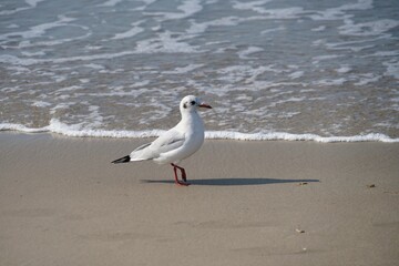 seagull stepping on beach, small wave arriving in background