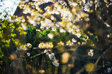 Garden view with beautiful cherry sakura tree branches in bloom - tilt-shift lens view