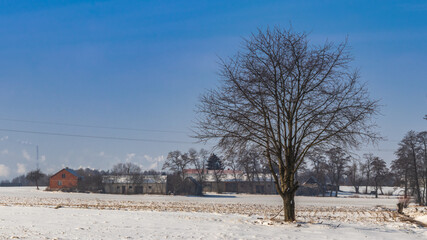 a lonely large tree against the background of a rural farm in Poland during the winter