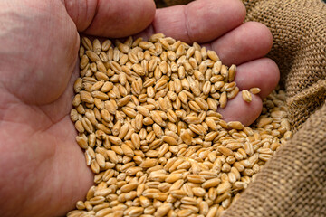 Man holding wheat grains from a sack in his hand. Cereal seeds in male hands. Close-up of wheat.