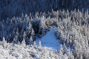 Zima w Tatrach, ośnieżony las