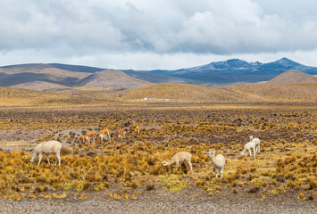 Llama (Lama glama), Alpaca (Vicugna pacos) and vicuña (vicugna vicugna) in the altiplano of the...