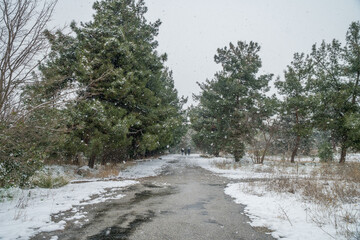 Magnificent winter forest, the road is covered by snow. Winter landscape. White snow covers the ground and trees. Majestic atmosphere. Snow nature. Outdoor shot
