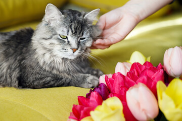 A cute fluffy cat lies on a sofa with a bouquet of flowers. Woman stroking her cute tabby kitten with green eyes and long gray hair. Sunny holiday morning at home.