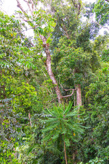 Trees in the Mamu Rainforest in Queensland, Australia