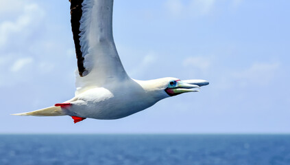 Seabird Masked, Blue-faced Booby (Sula dactylatra) flying over the ocean.