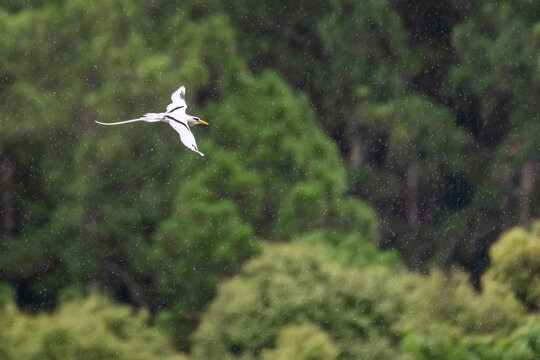 Phaethon Lepturus White-tailed Tropicbird