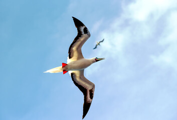 Seabird Masked, Blue-faced Booby (Sula dactylatra) flying over the ocean.