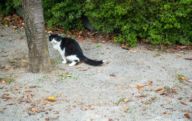 公園の端で糞をしている野良猫の写真 © Masaharu Shirosuna