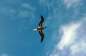 Seabird Masked, Blue-faced Booby (Sula dactylatra) flying over the ocean.