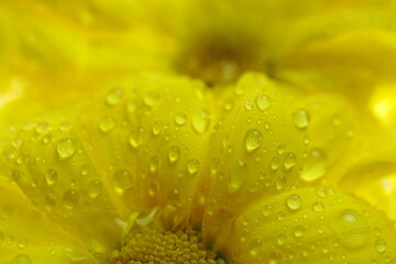 Żółty kwiat pokryty kropelkami wody