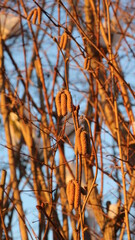 Fototapeta premium Corylus avellana