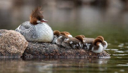 Common merganser with many babies