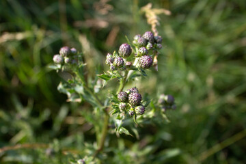 Field grass with purple blossom close-up artistic selective focus
