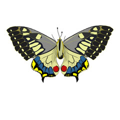 Butterfly (Papilio machaon) isolated on white background
