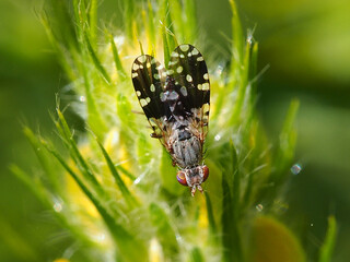 Fruit Fly (Spathulina sicula)