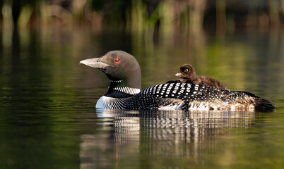 A Common Loon with a chick in Maine  © Harry Collins