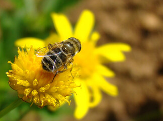 Syrphid Fly (Eristalis arbustorum), female