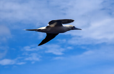 Seabird Masked, Blue-faced Booby (Sula dactylatra) flying over the ocean.