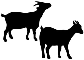 Horned goats in the set.