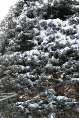Snow in winter, Germany