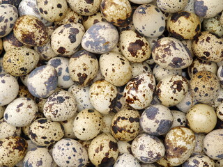 Fototapeta premium quail eggs background