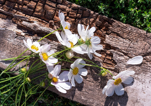 Delicate white flowers nna old wood board