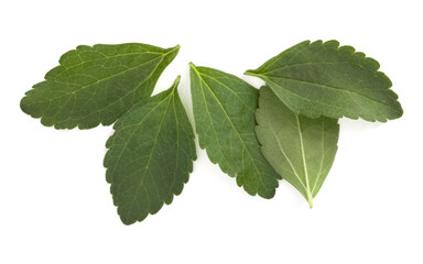 Stevia leaves pieces isolated om white background cut out.