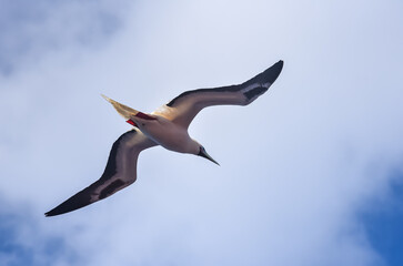 Seabird Masked, Blue-faced Booby (Sula dactylatra) flying over the ocean.
