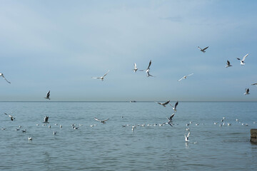 Fototapeta na wymiar Seagulls fly over the sea in search of food. Horizontal photo