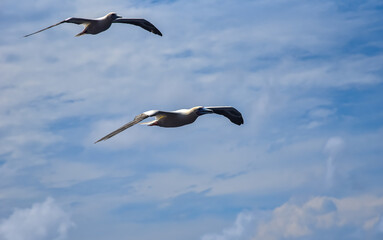 Seabirds Masked, Blue-faced Booby (Sula dactylatra) flying over the ocean.