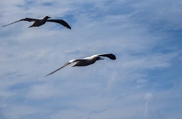Seabirds Masked, Blue-faced Booby (Sula dactylatra) flying over the ocean.
