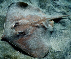Costa Rica pacific sea life