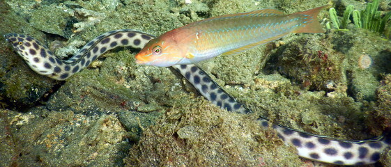 Costa Rica pacific sea life