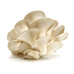 oyster mushrooms on a white background