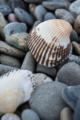 The shell lies on a pebble. Pebbles of different colors and sizes