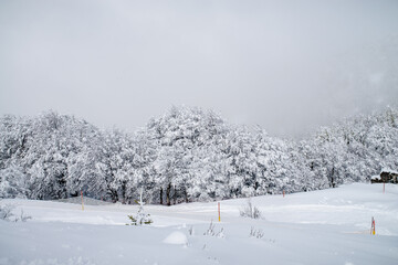 Paisagem com árvores e neve