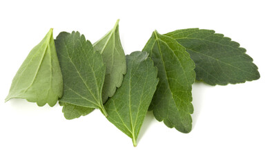 Obraz premium Stevia leaves pieces isolated om white background cut out.