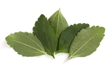 Obraz premium Stevia leaves pieces isolated om white background cut out.